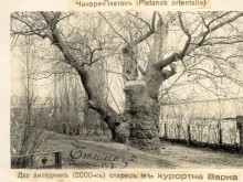 Най-старото дърво във Варна се намира в "Аспарухово", за него се носят легенди