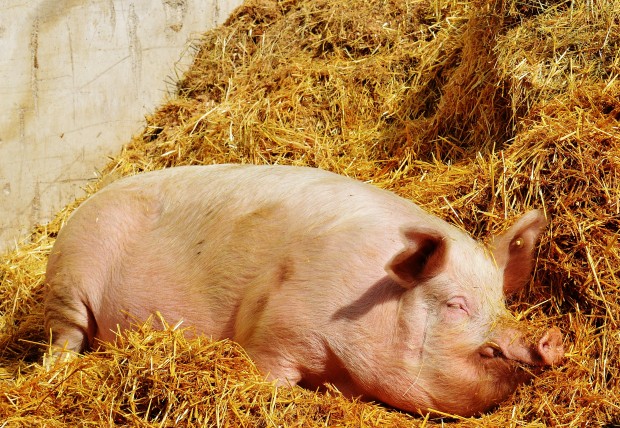 Африканската чума по свинете АЧС намали потреблението на свинско месо