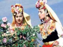 Левче за кило розов цвят