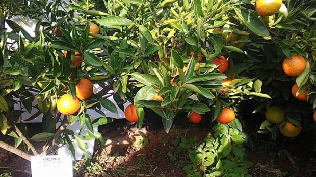 botanical-garden-margarita Тропически рай в градината на вечното лято е създал