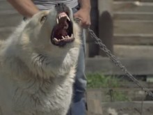 70-килограмово куче разкъса жена, кръвта шокира сина й!