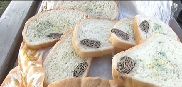 Нова тв
Жител на град Габрово намери в закупен хляб смачкан