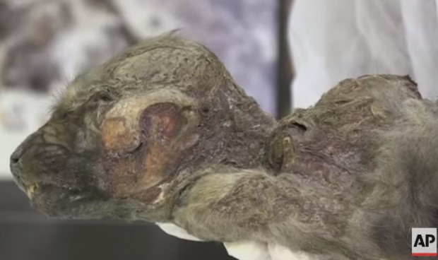 Руски учени показаха фосили на праисторическо кученце за което се
