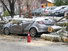 Дърво се строполи върху автомобил в Пловдив, размаза го!