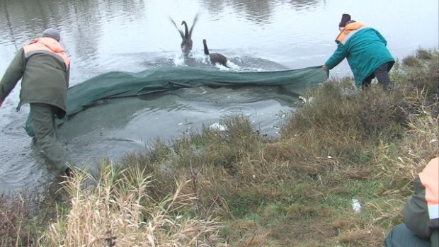 bTV
Мистерията с изчезналите от езерото в Благоевград два черни лебеда