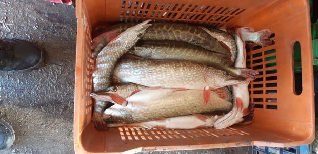 Фейсбук Близо тон незаконно превозвана риба откриха инспектори на ИАРА