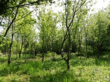Читателка сигнализира за сеч в Ботаническата градина в Пловдив