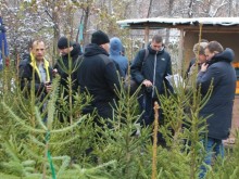 26 000 родопски елхи в продажба за Коледа