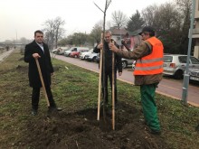 Край на тополите по този булевард в Пловдив, ето какво засадиха!