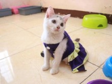 Никога не причинявайте това на коткaтa си
