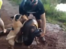 Мъж се бори с анаконда, за да спаси кучето си