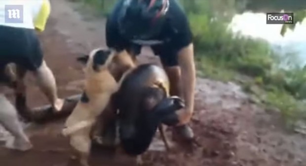 В бразилския щат Сао Пауло стопанин спасил кучето си от