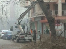 Жена се опита да спре изсичането на две дървета, глобиха я