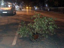 Дупките в Асеновград толкова големи, че садят дървета в тях