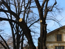 Пак сеч в центъра на Пловдив