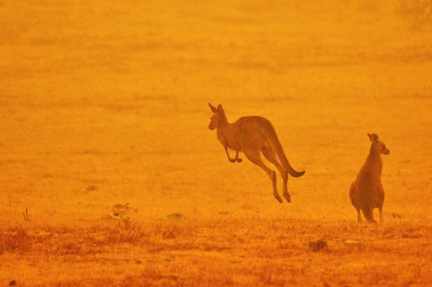 Броят на животните загубили живота си в пожарите в Австралия