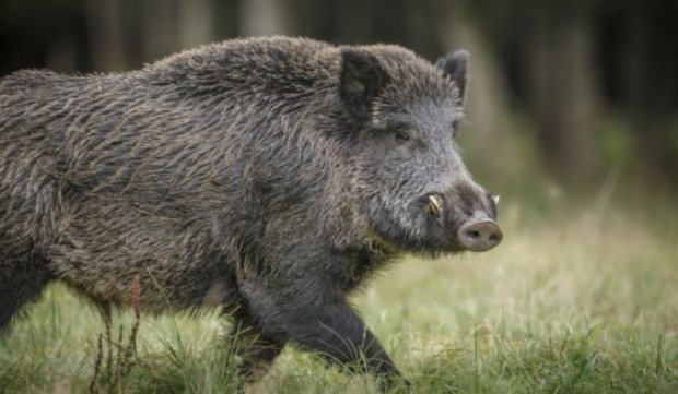 Три случая на африканска чума са констатирани при диви прасета