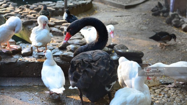 Във варненския зоопарк се радват на първото яйце на лебеди