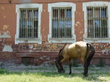 Див запад в "Източен“ - гледат коне в междублоковите пространства