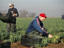 Лоши новини от Лондон за българските гурбетчии