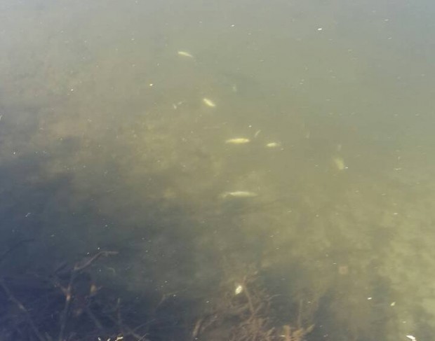 Мъртва риба е изплувала от Марица днес предиобед. Това съобщи