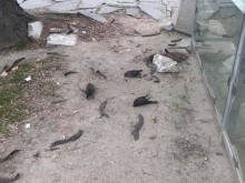 Десетки мъртви птици са установени днес в Пловдив