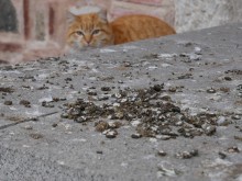 Пернати превръщат Джумаята в клоака