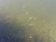 Окръжна прокуратура Пазарджик се самосезира за замърсяването на Марица