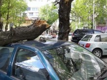 От полицията със съвети за безопасно поведение при силен вятър