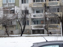 Пловдивчанин: Докога собствениците на кучета ще правят каквото си искат?