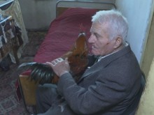 Пенсионер плати откуп на крадци, за да му върнат петела