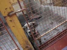 Любители на животни сравняват общинския приют с концлагер, съществуващ с благословията на общината