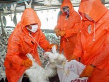 Умъртвяват животни заради птичия грип в Пловдивско