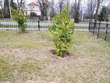 В "Източен" издирват крадци на магнолии с видеокамери, налагат им санкции