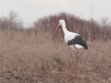 Първите щъркели вече се завърнаха в пловдивско село