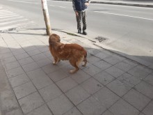 Община Асеновград провежда акция по залавяне и кастрация на бездомни кучета