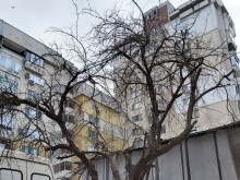 Опасно дърво в центъра на Пловдив, граждани искат отсичането му