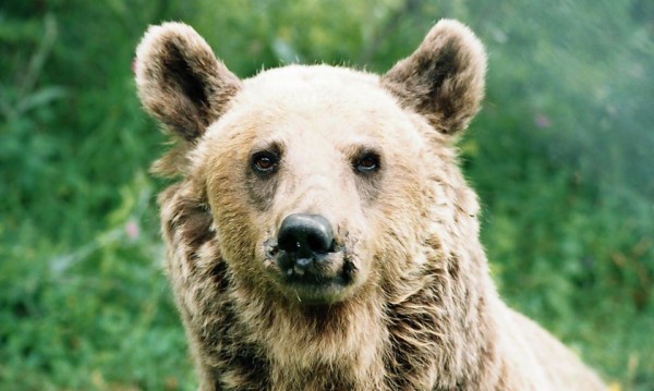 Четири лапи
Един от дългогодишните обитатели на Парка за танцуващи мечки