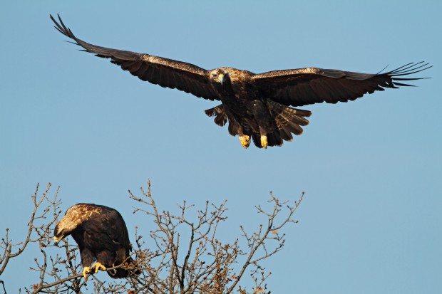 Нови три двойки от световно застрашения царски орел откри екип