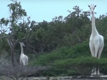 Бракониери убиха два много редки бели жирафа