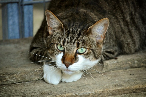 Ветеринарният факултет към университета в Лиеж потвърди случай на котка с