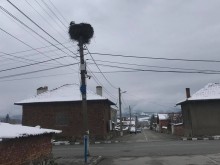Щъркели пристигнаха в Челопеч, но снегът ги изненада