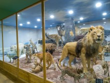 Направете своята 3D виртуална разходка в Природонаучния музей