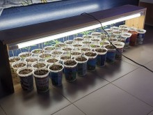Полицията разби оранжерия за марихуана, откриха близо 3 кг трева в "Ауди"