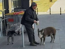 Пастир с кози и прасе разтревожи наш читател
