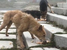 "Дейли стар": Бездомни кучета може да са пренесли коронавируса, след като са изяли изхвърлено месо от прилепи