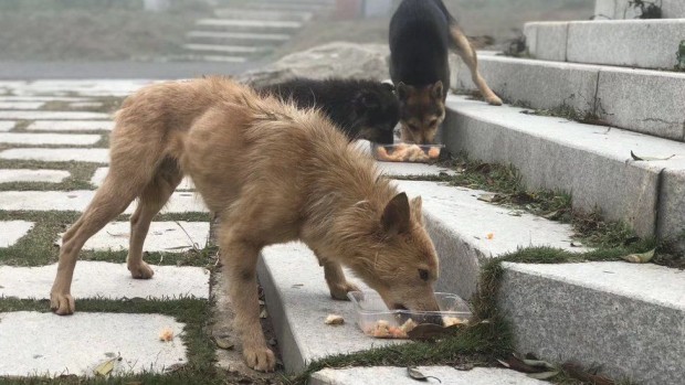 Бездомни кучета в Китай може да са пренесли COVID-19 на