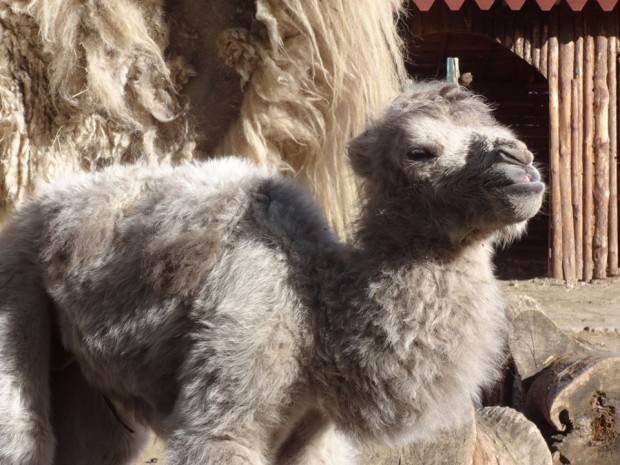 Фейсбук Бяло камилче се роди в зоопарка на Варна, научи