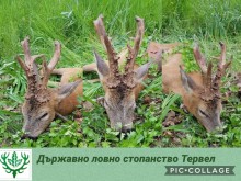 Наш ловец застреля невинно животно, ловното стопанство се похвали с рекорд