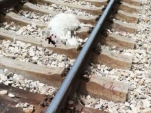 Влак отряза главата на куче след невиждана жестокост (18+)